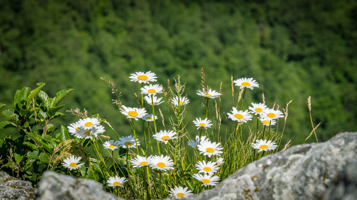 Marguerites