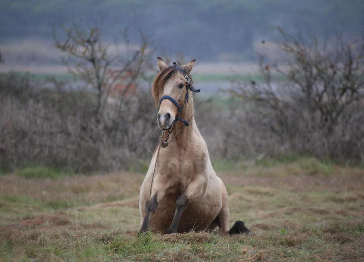 Cheval ludique