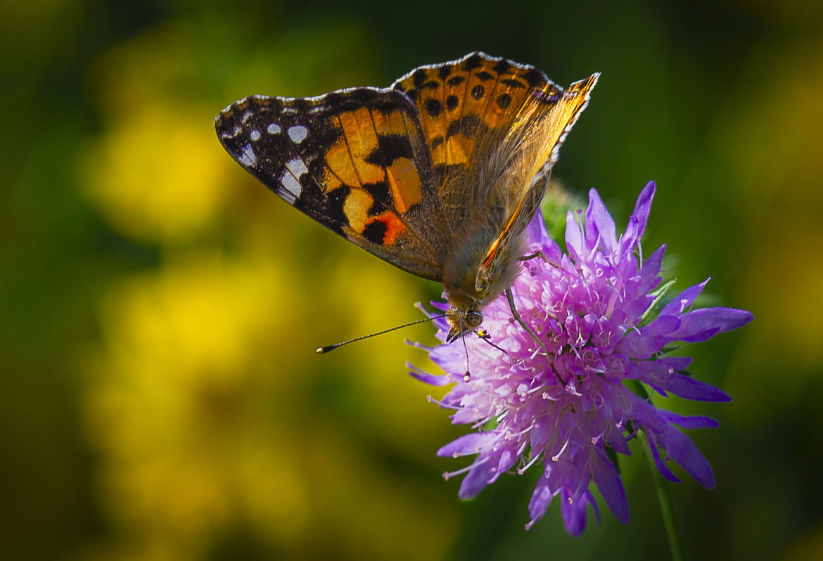 Papillon de France