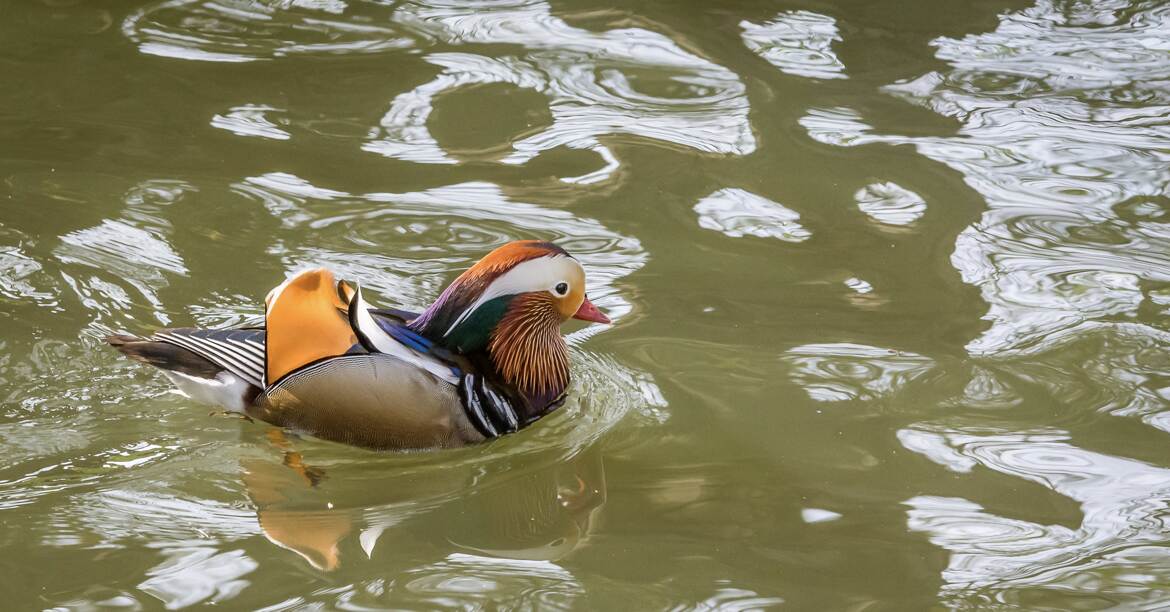 mandarin