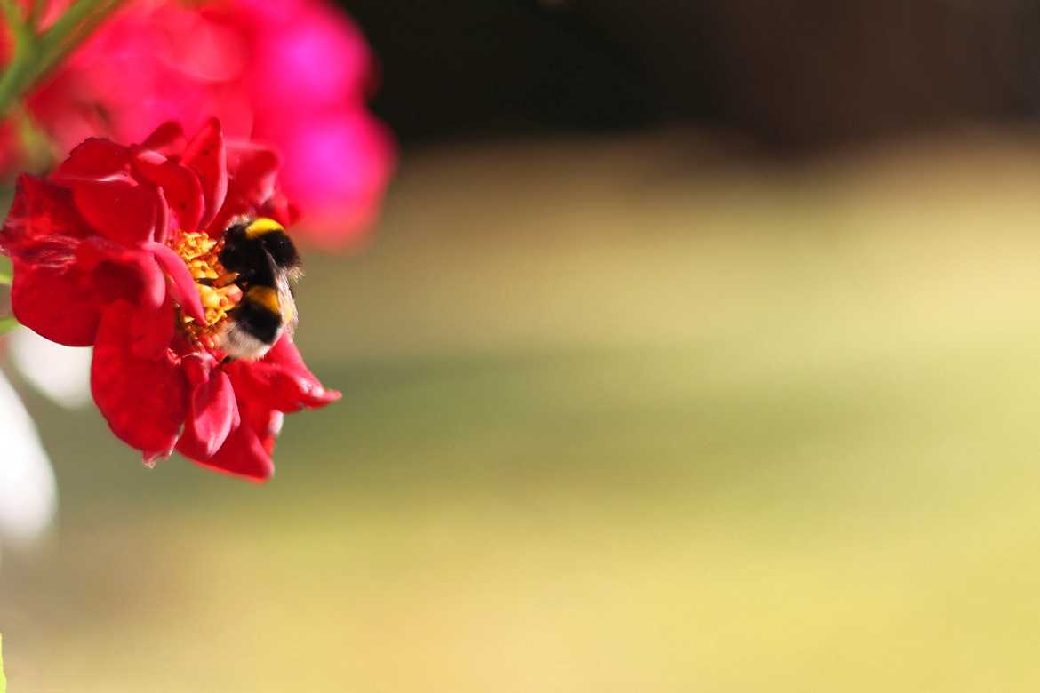 la belle et l'abeille
