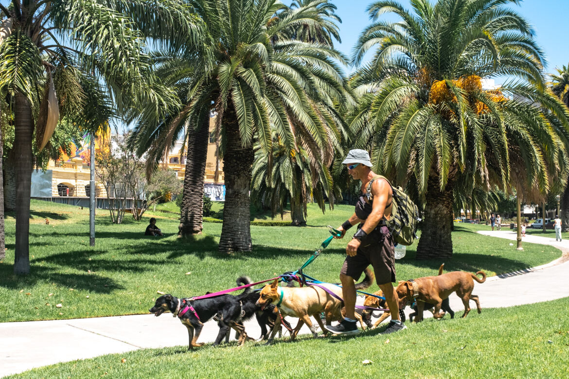 Le promeneur de chiens