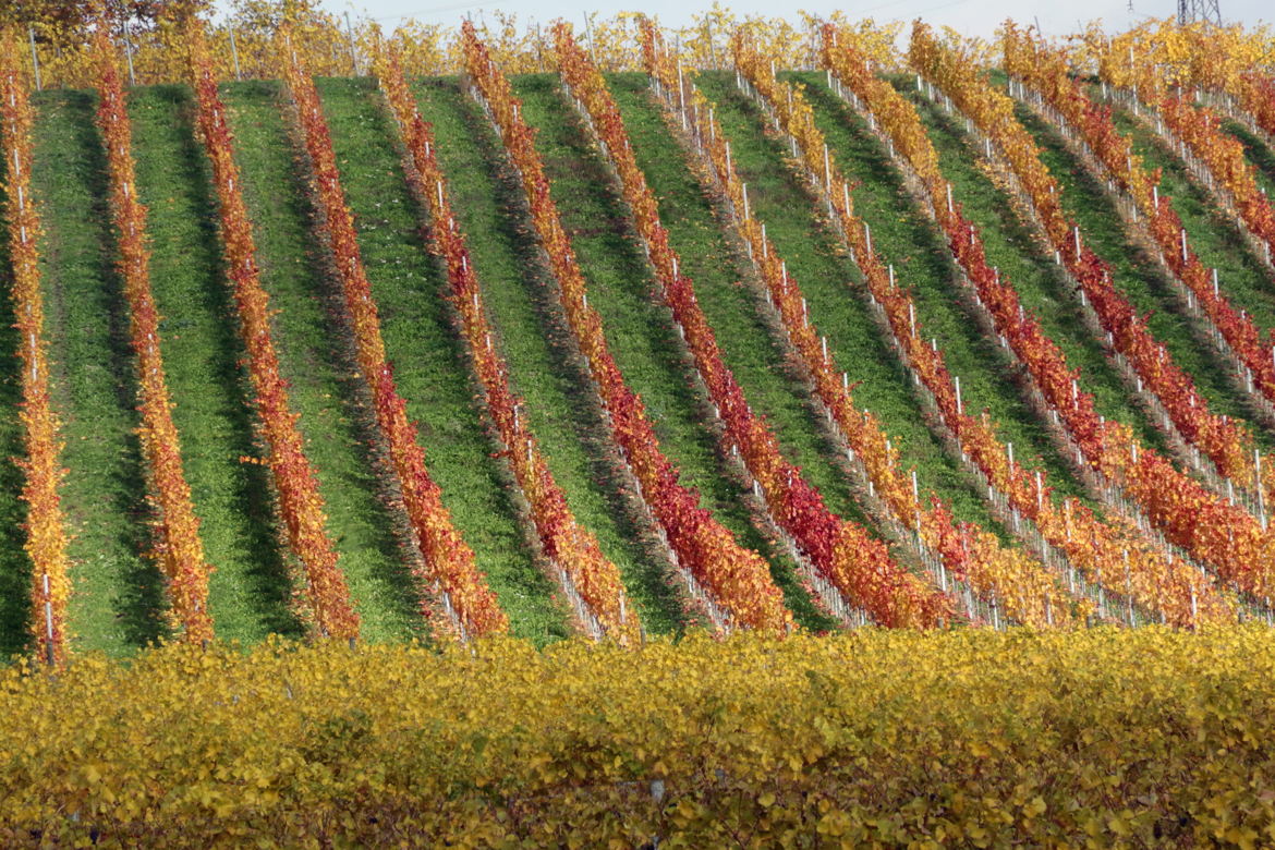 Vignes en automne