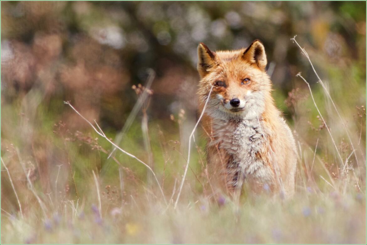 Sauvagement vôtre !