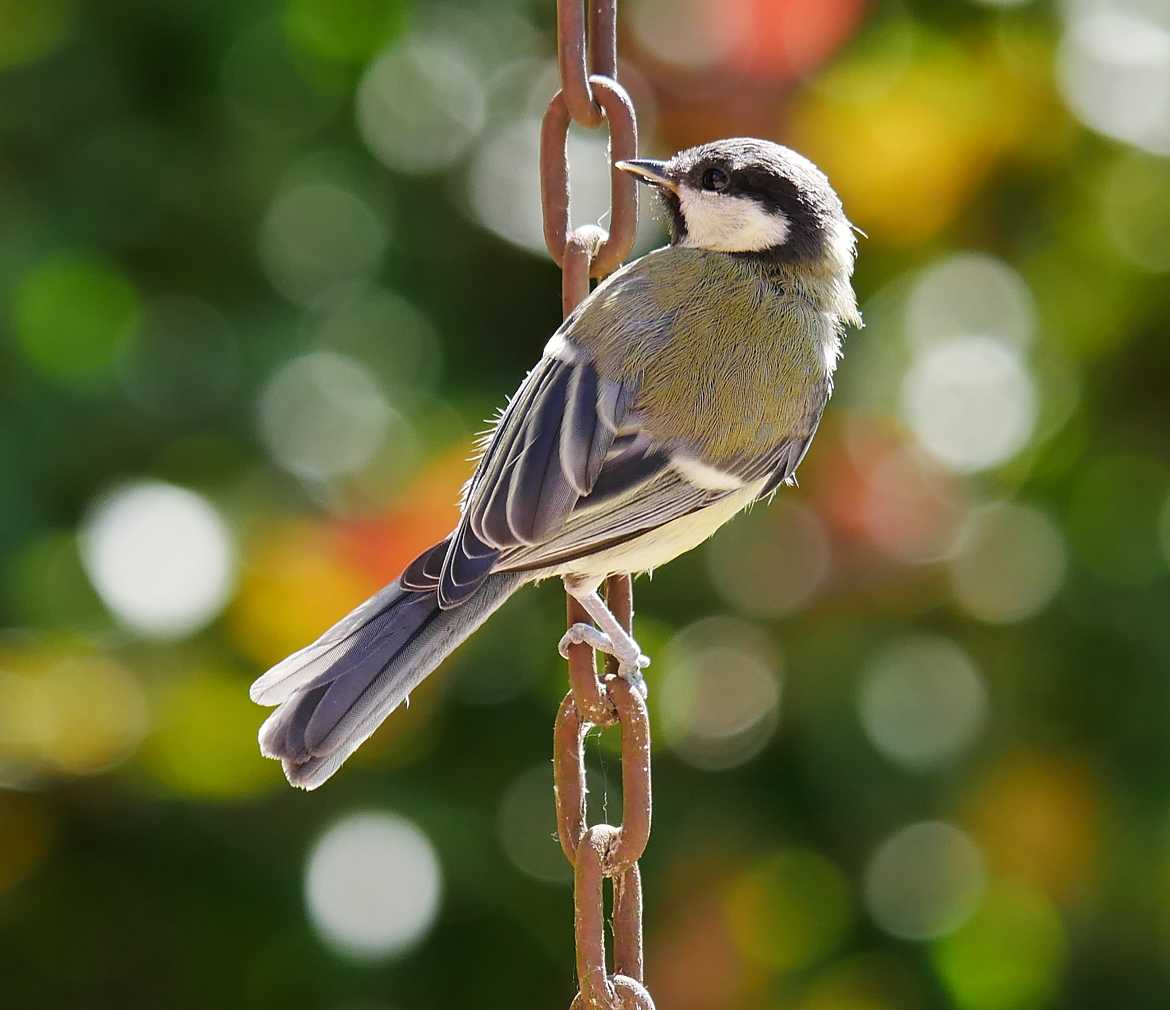 Petit compagnon du jardin