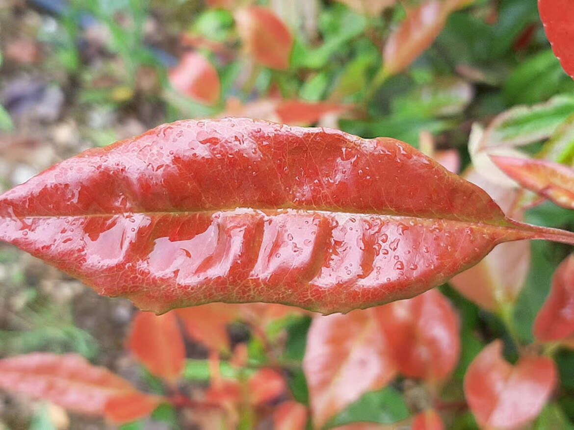 La nature au féminin