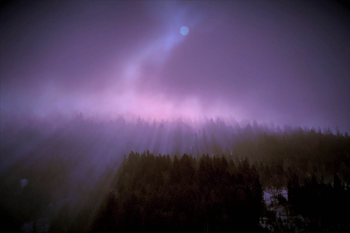 Entre arbres et brouillard