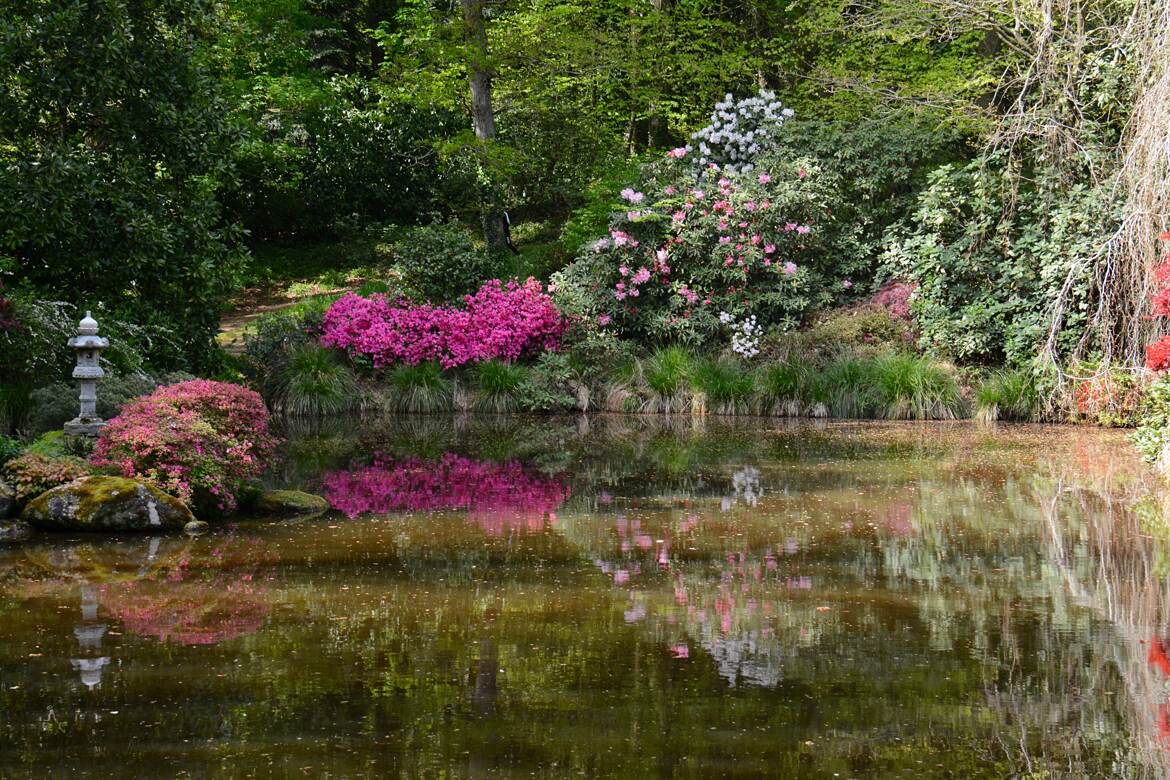 Azalées et reflets