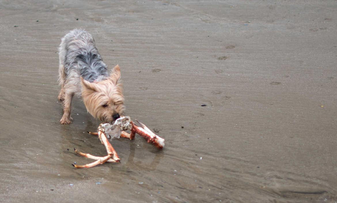 Lilas VS Araignée de mer