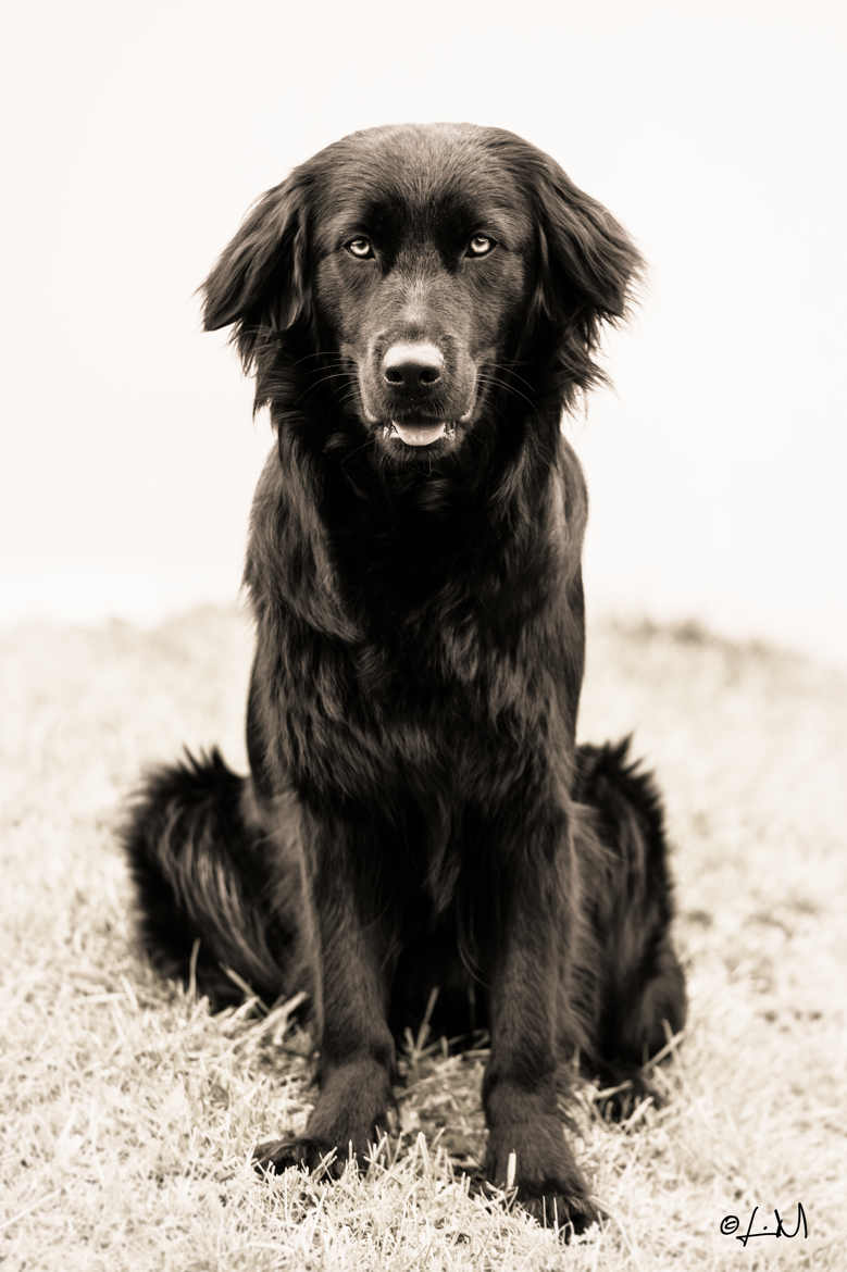 Portrait chien