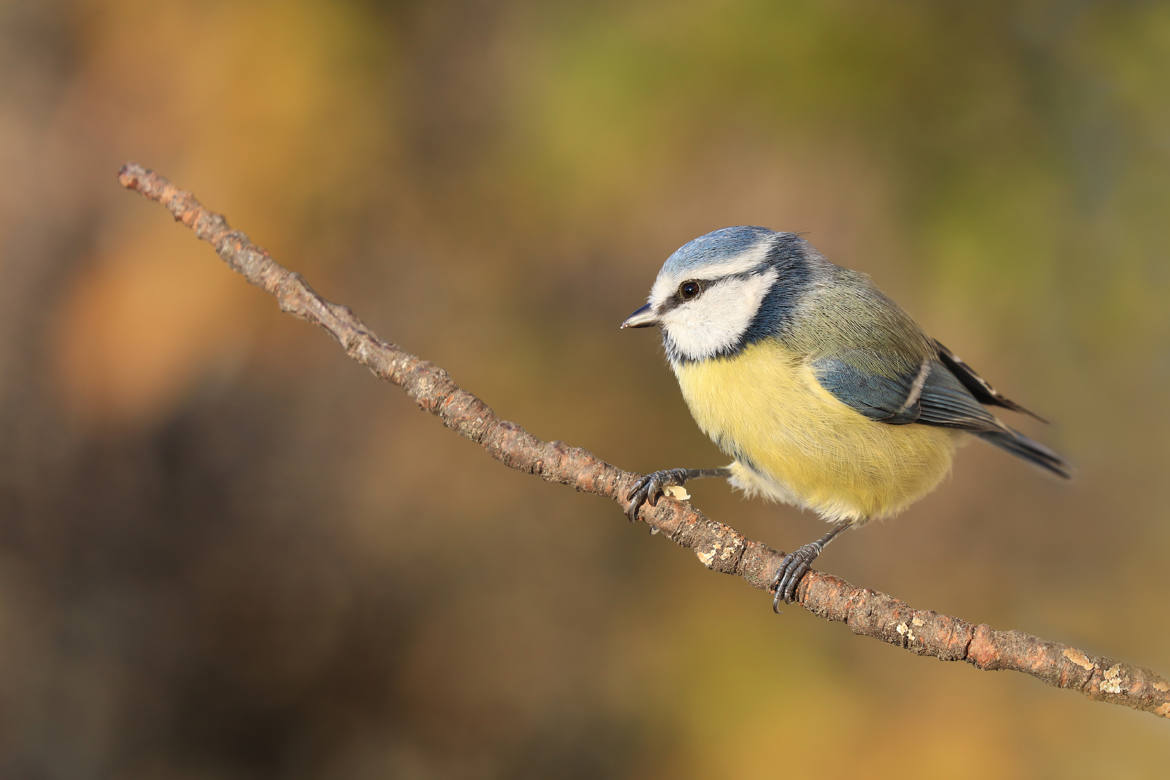 Mésange bleue