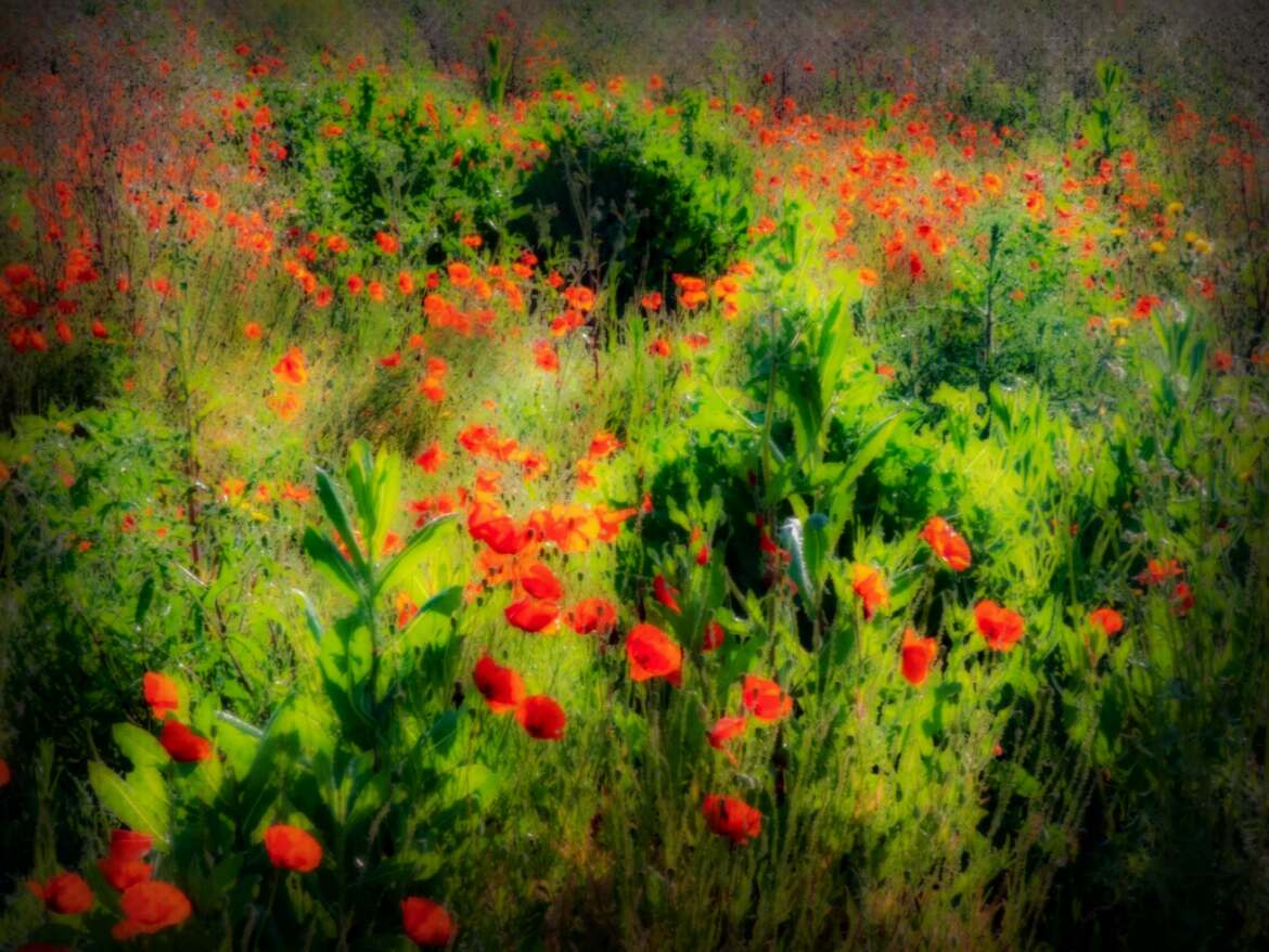 En mai , peint ce qu il te plait ...