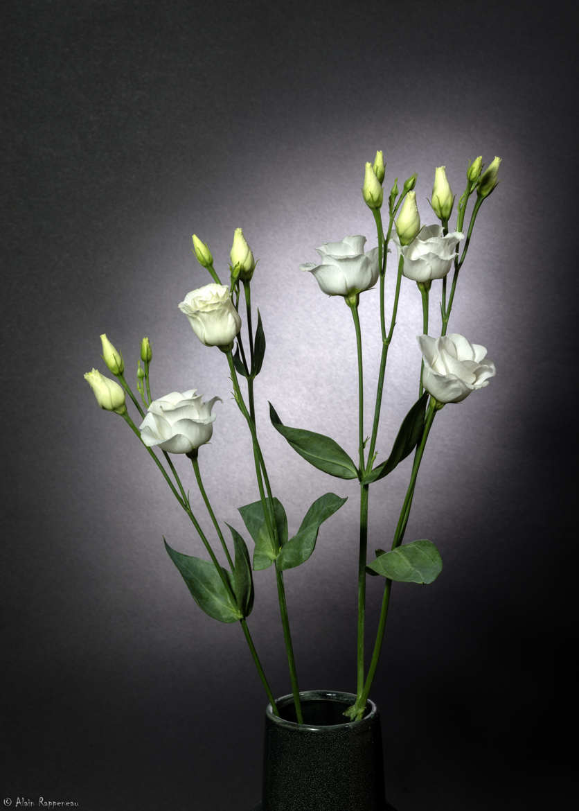 Lisianthus blanc - Février 2020