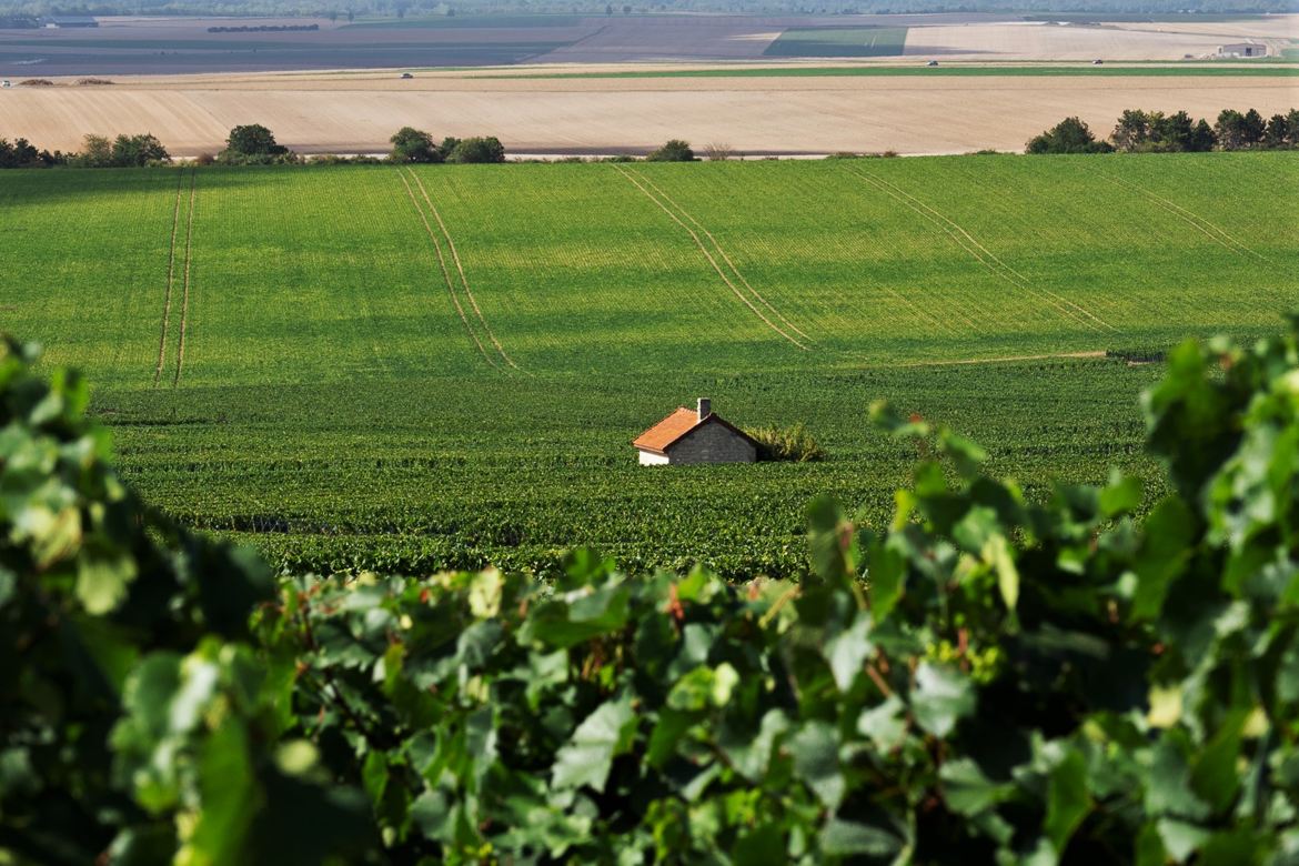 La petite maison des vignes