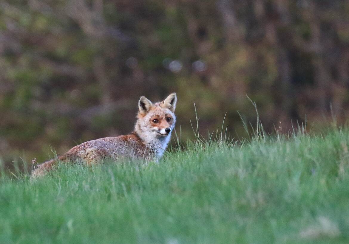 Mue de printemps