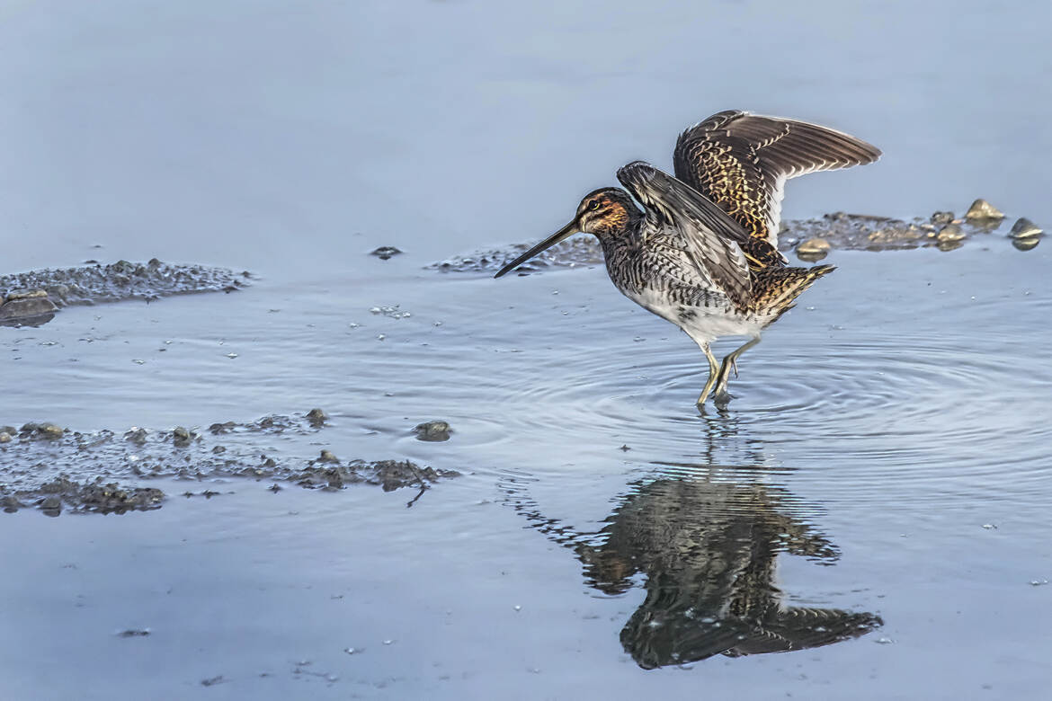 Bécassine des marais