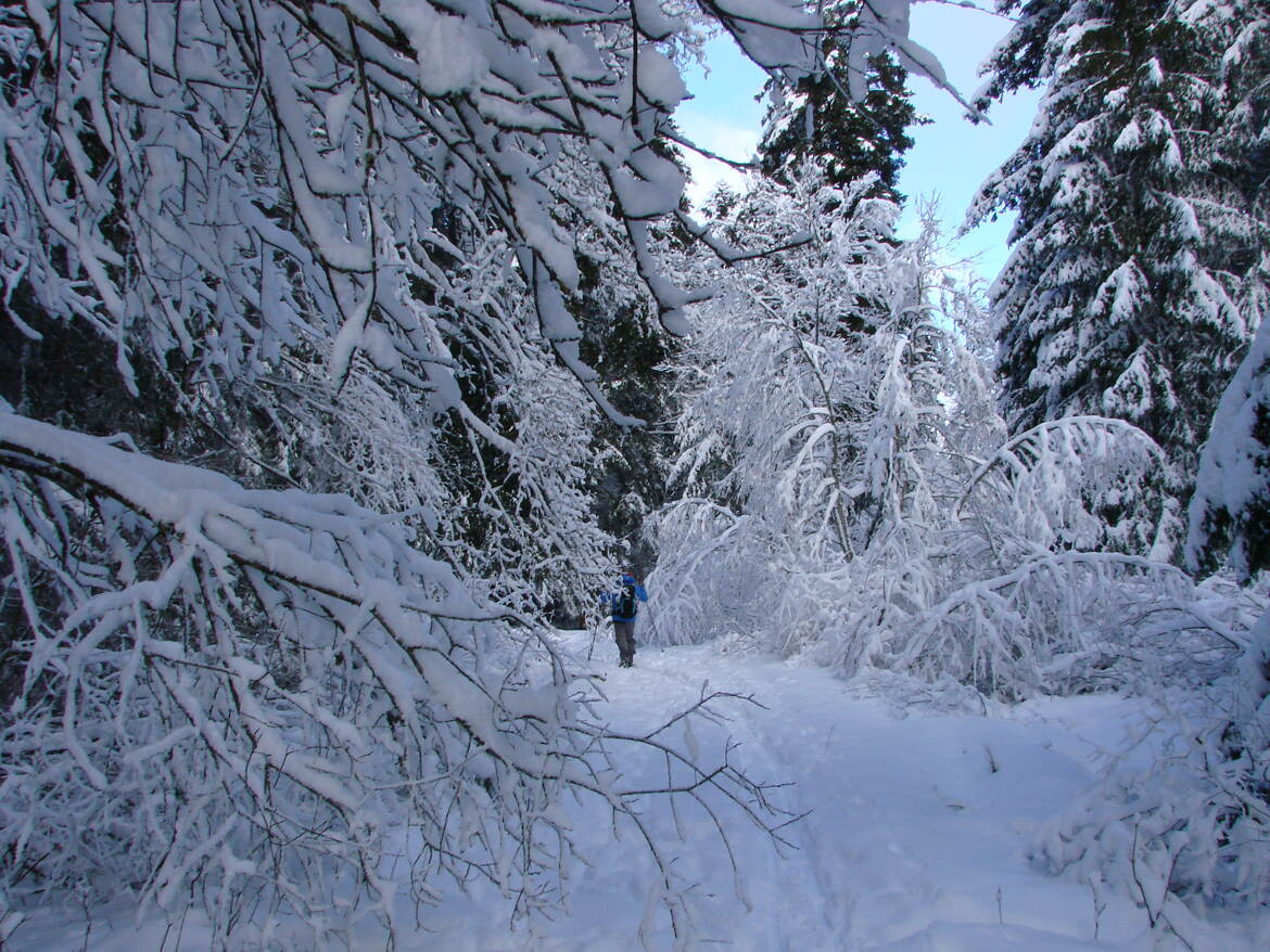 En forêt l'hiver