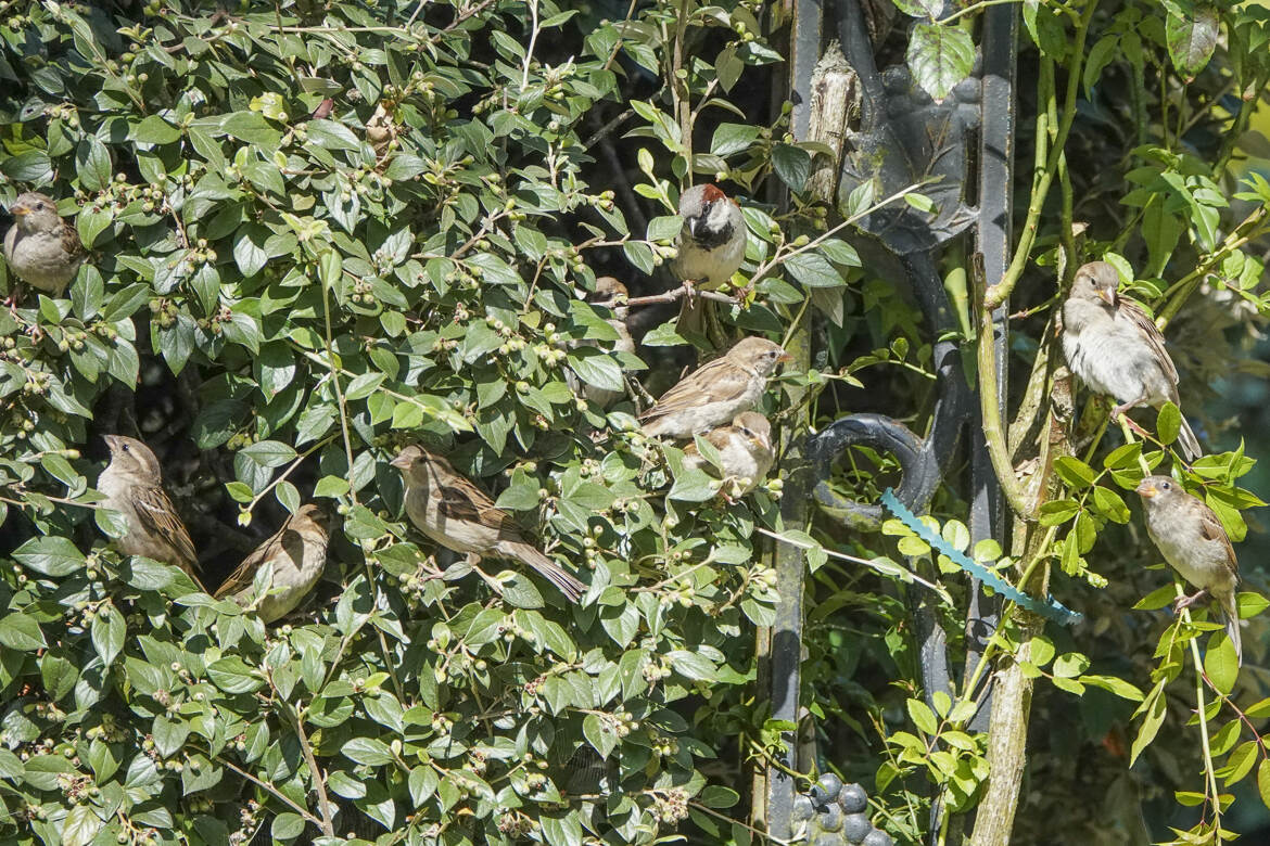 Combien d oiseaux dans la haie ?