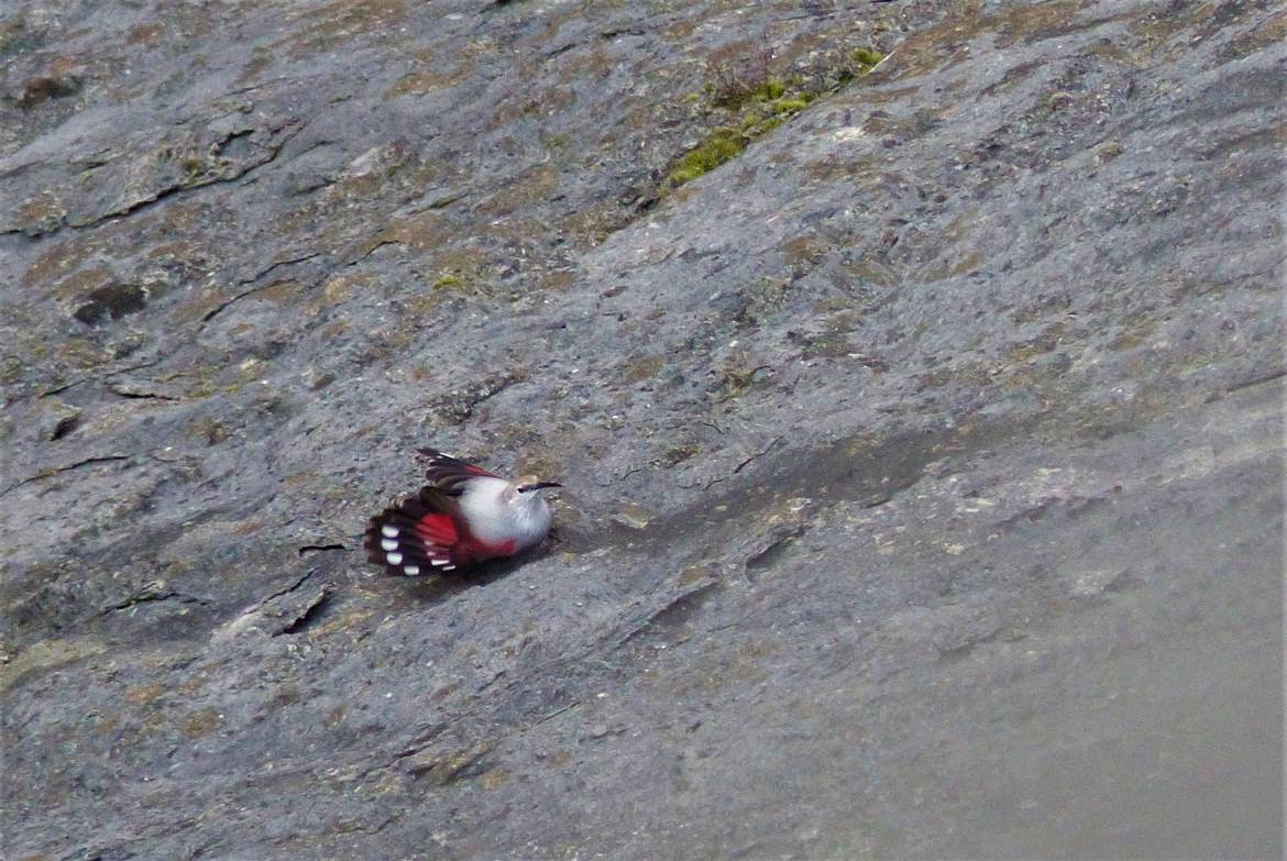 Oiseau papillon