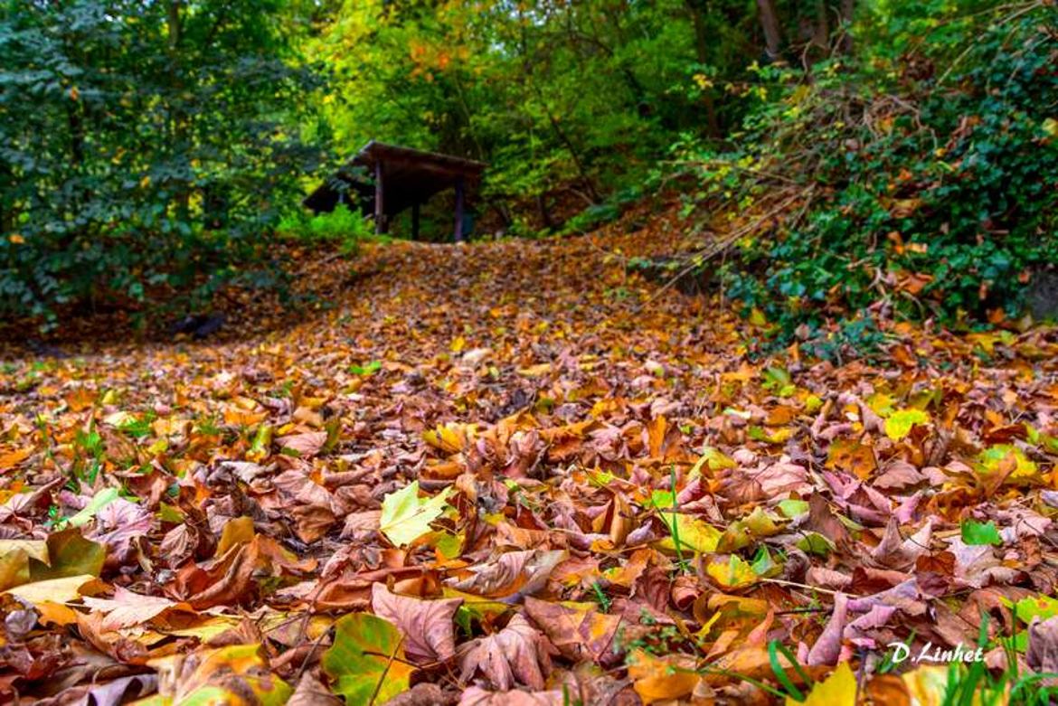 Des feuilles encore des feuilles 2