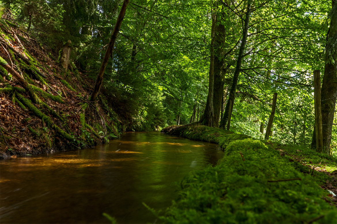 Ruisseau dans le sous-bois.