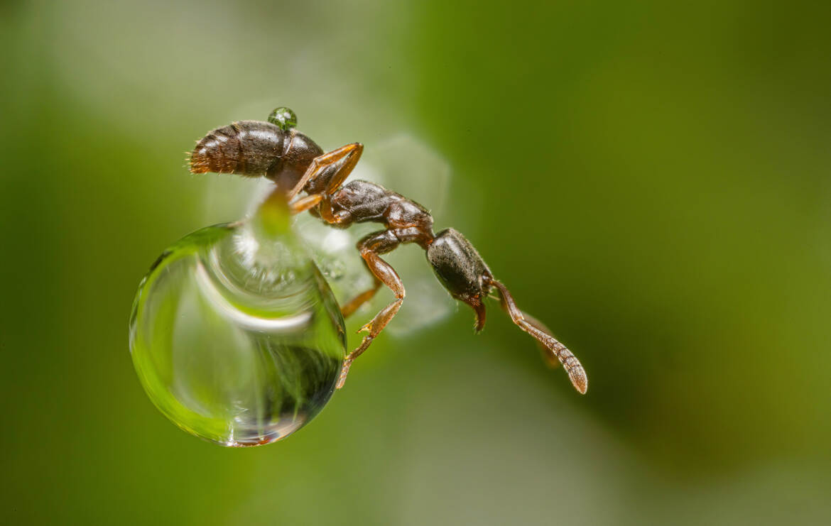 Petite Fourmi acrobate!