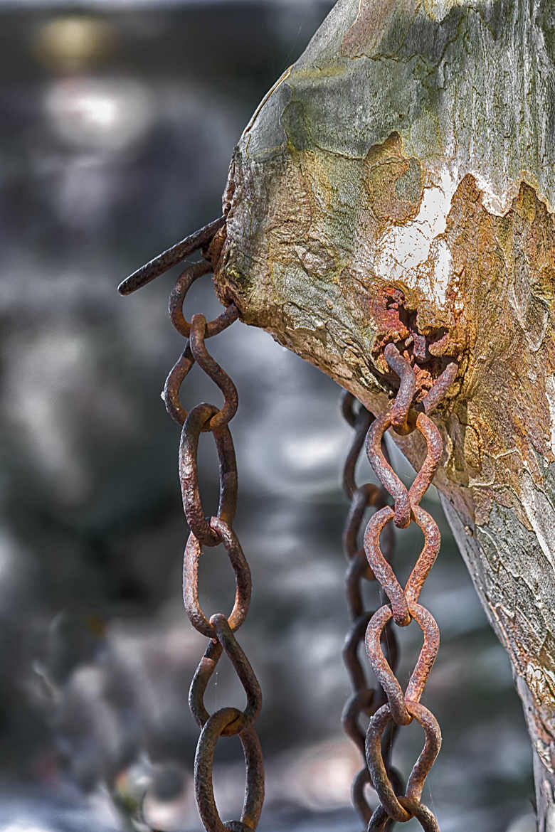 L'arbre à chaînes