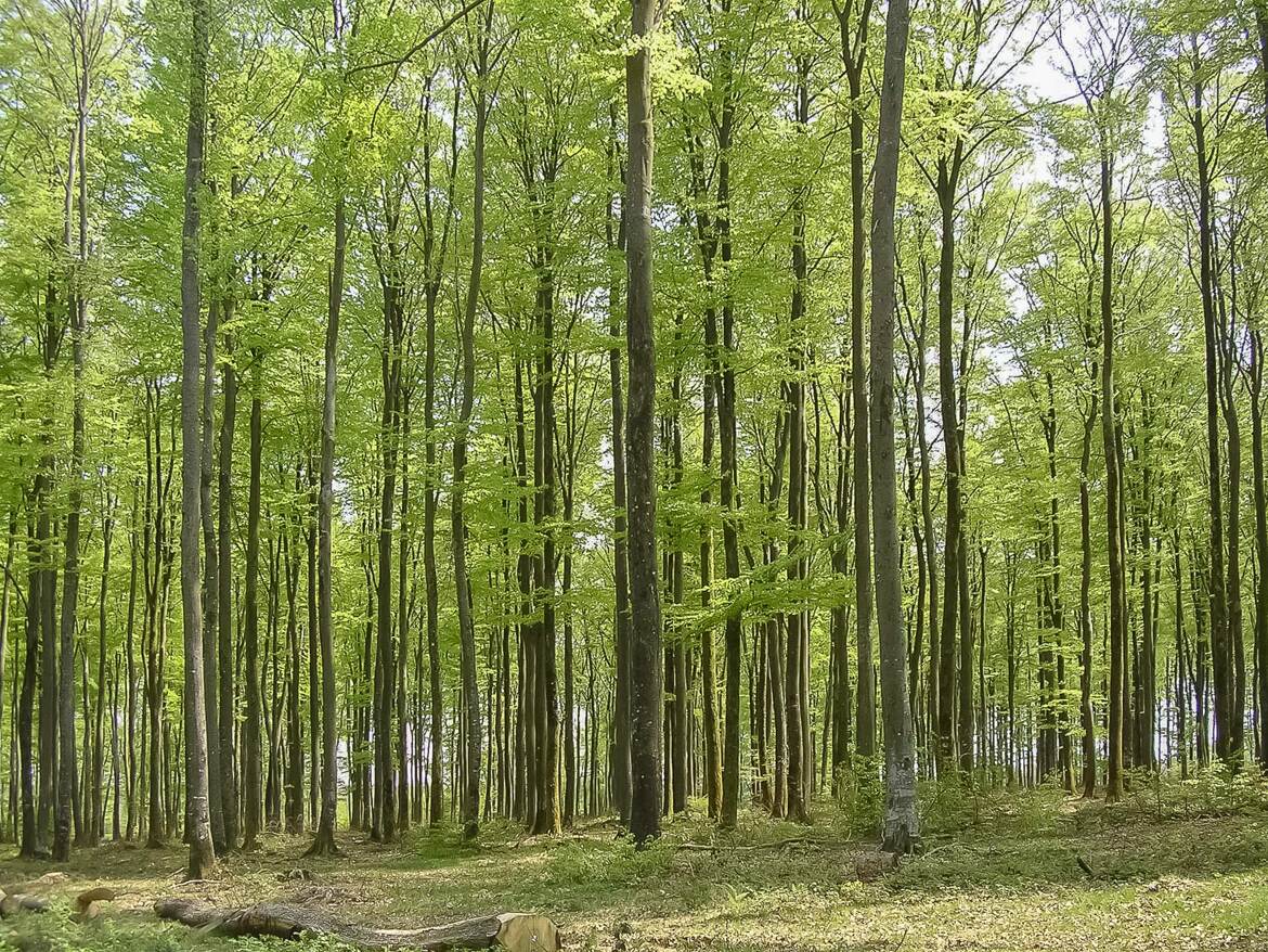 Archives forestières inédites (6)