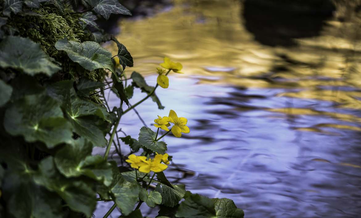 Au bord de l eau