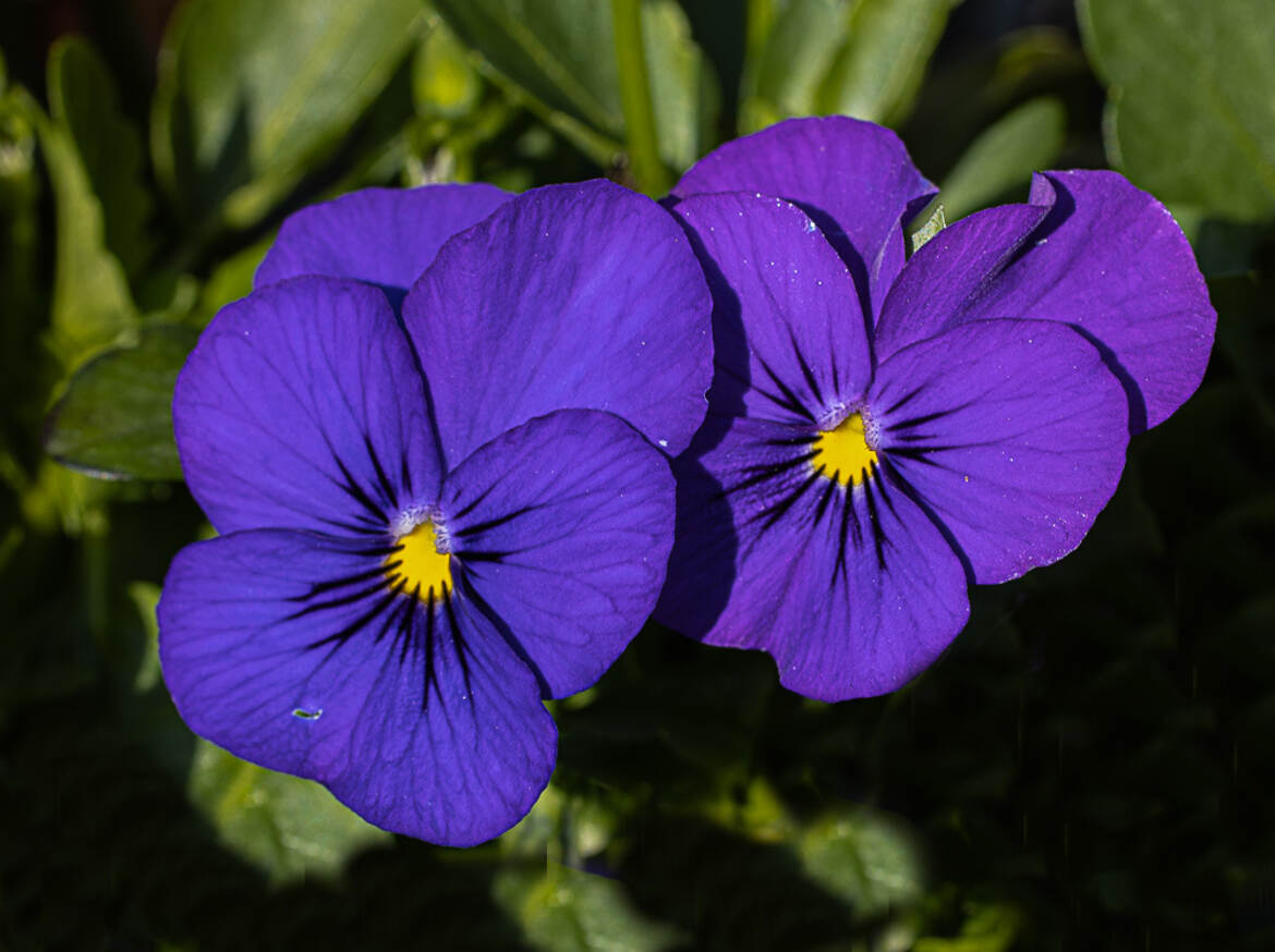 duo pensées violettes