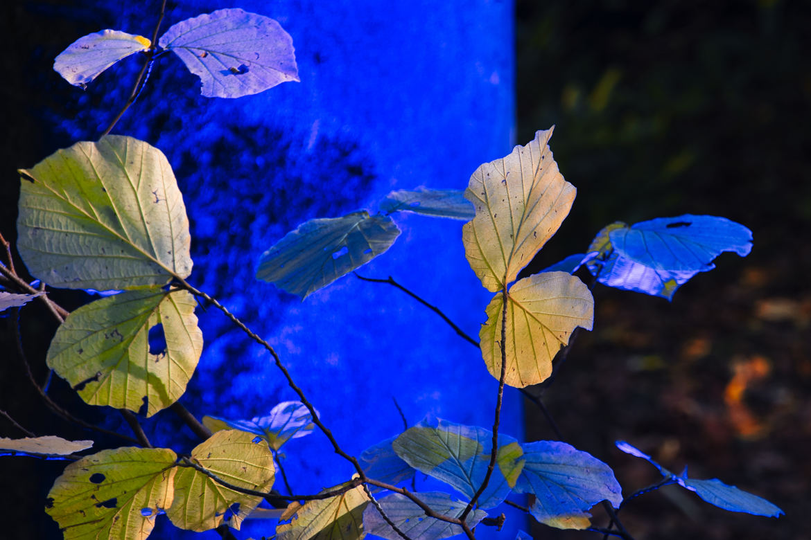 La forêt bleue 3