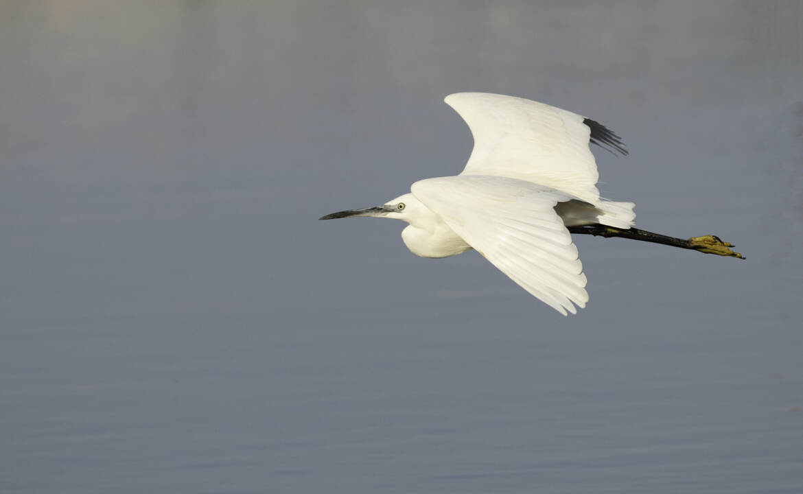 AIGRETTE