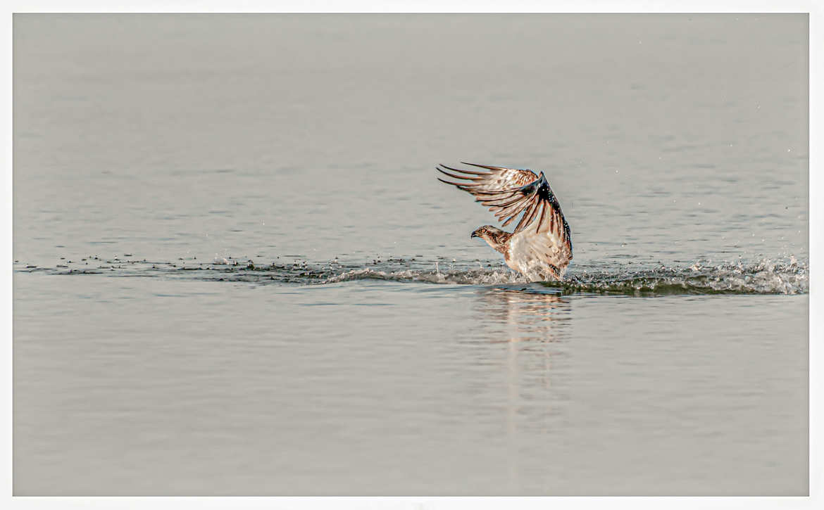 balbuzard pêcheur