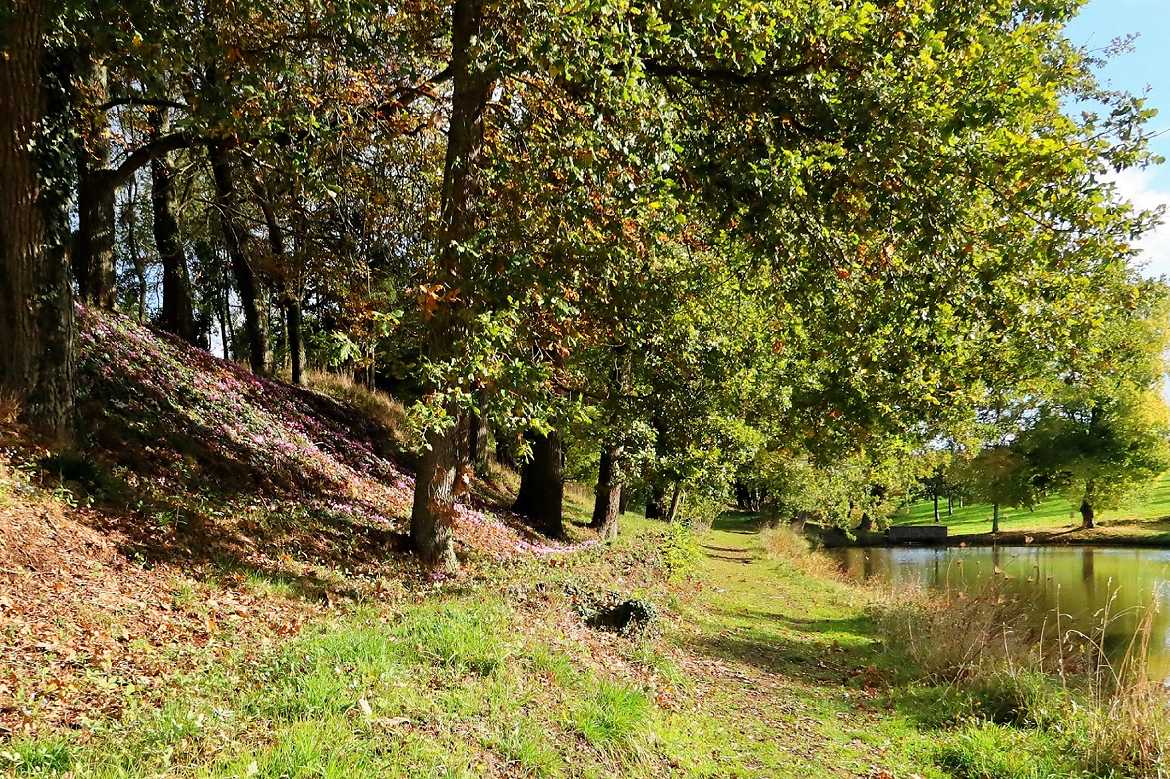 entre foret et étang