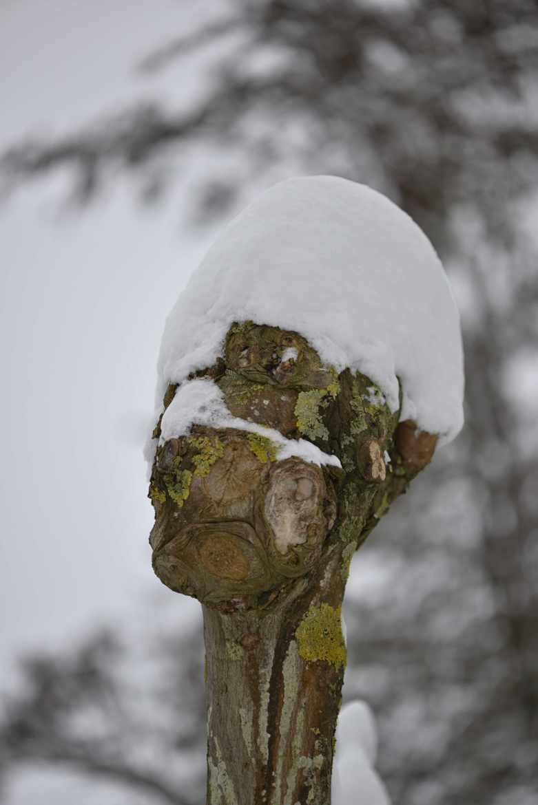 branche d'arbre