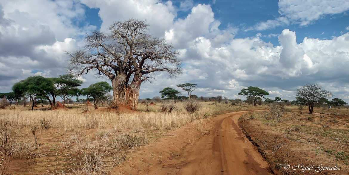 Serengeti Tanzanie