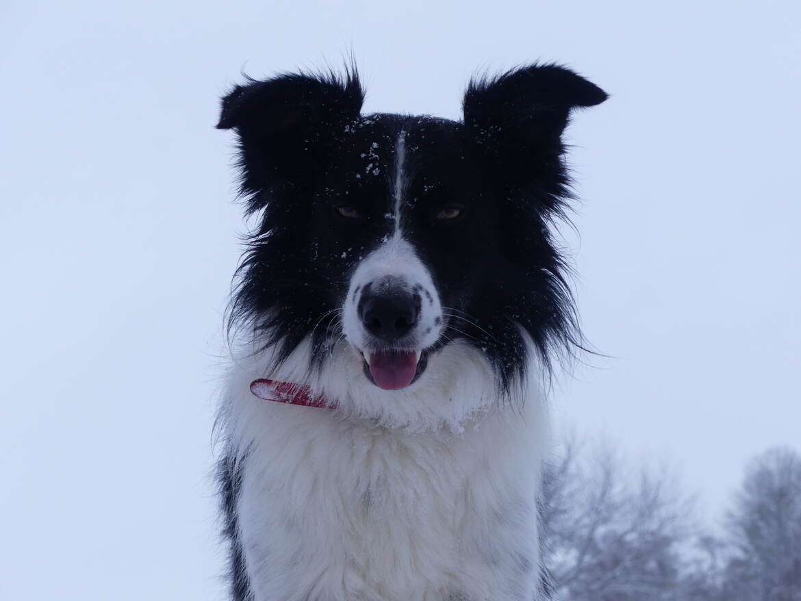 le regard d'un chien