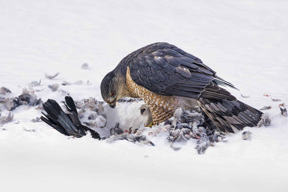 La récompense du chasseur