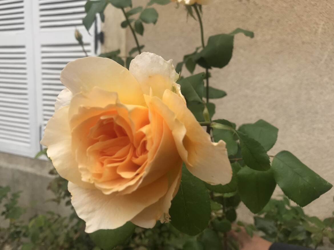La Rose Soleil