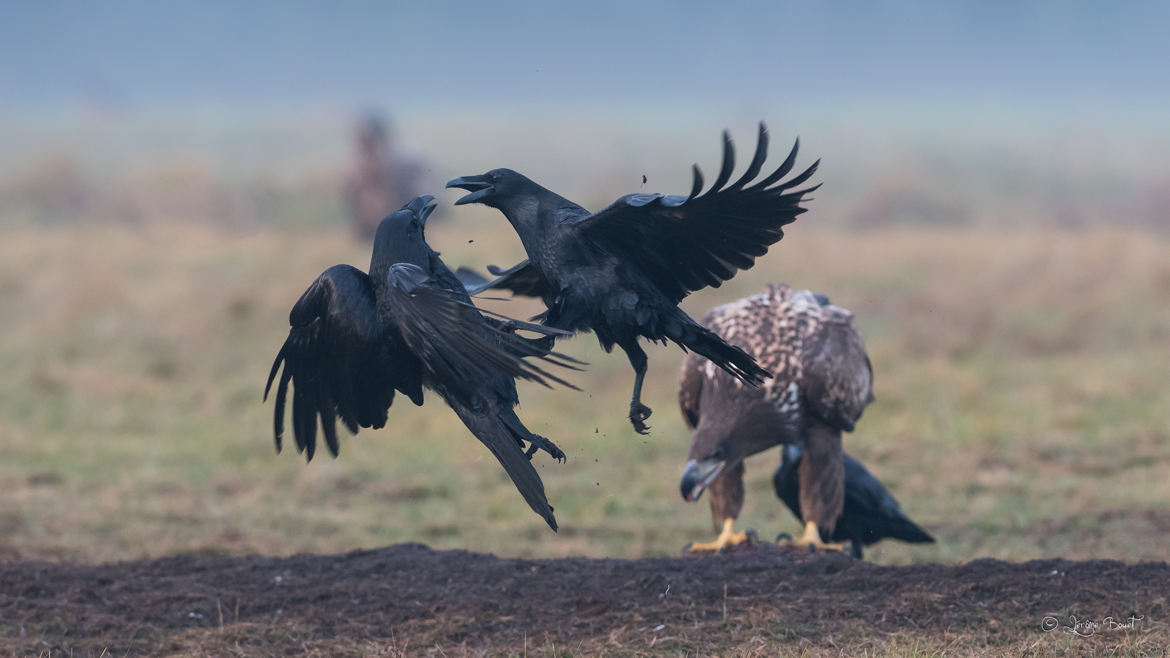 Crow fighting