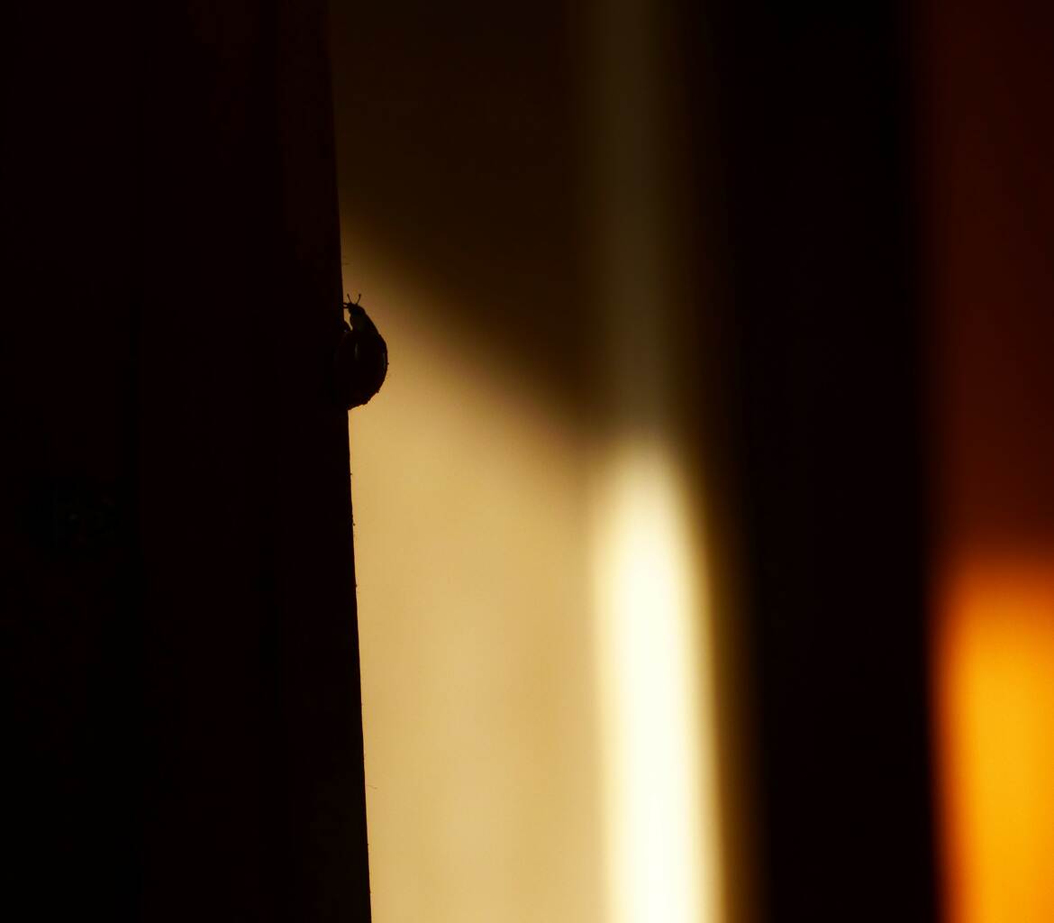 Une coccinelle à l'ombre