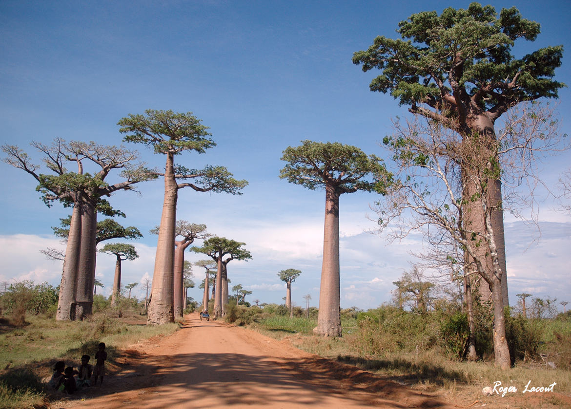 Allée des Baobabs