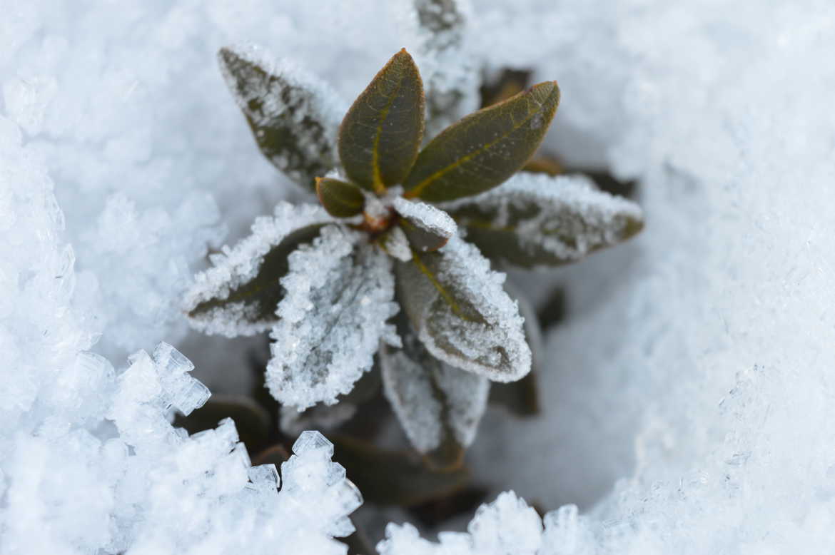 Rhododendron dans la Neige