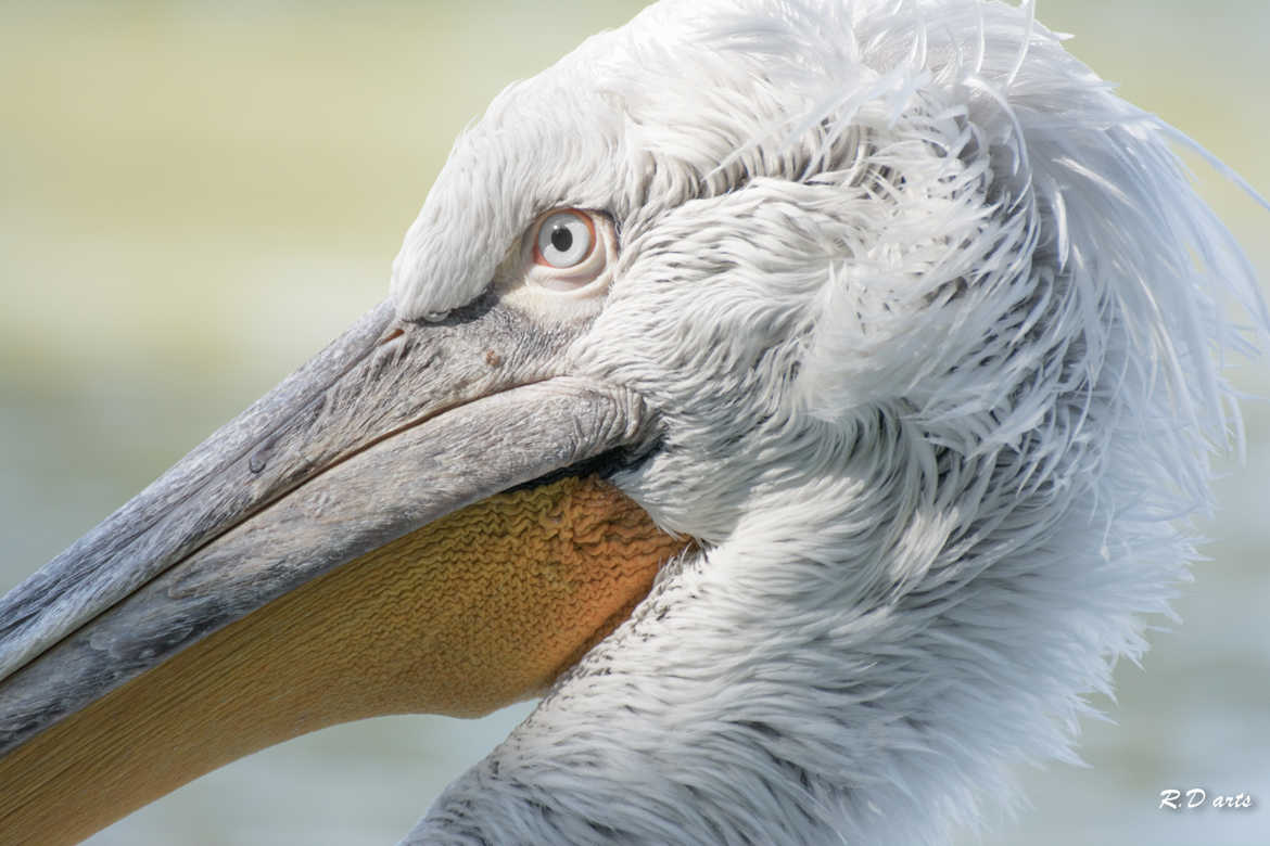 mr mr pelican
