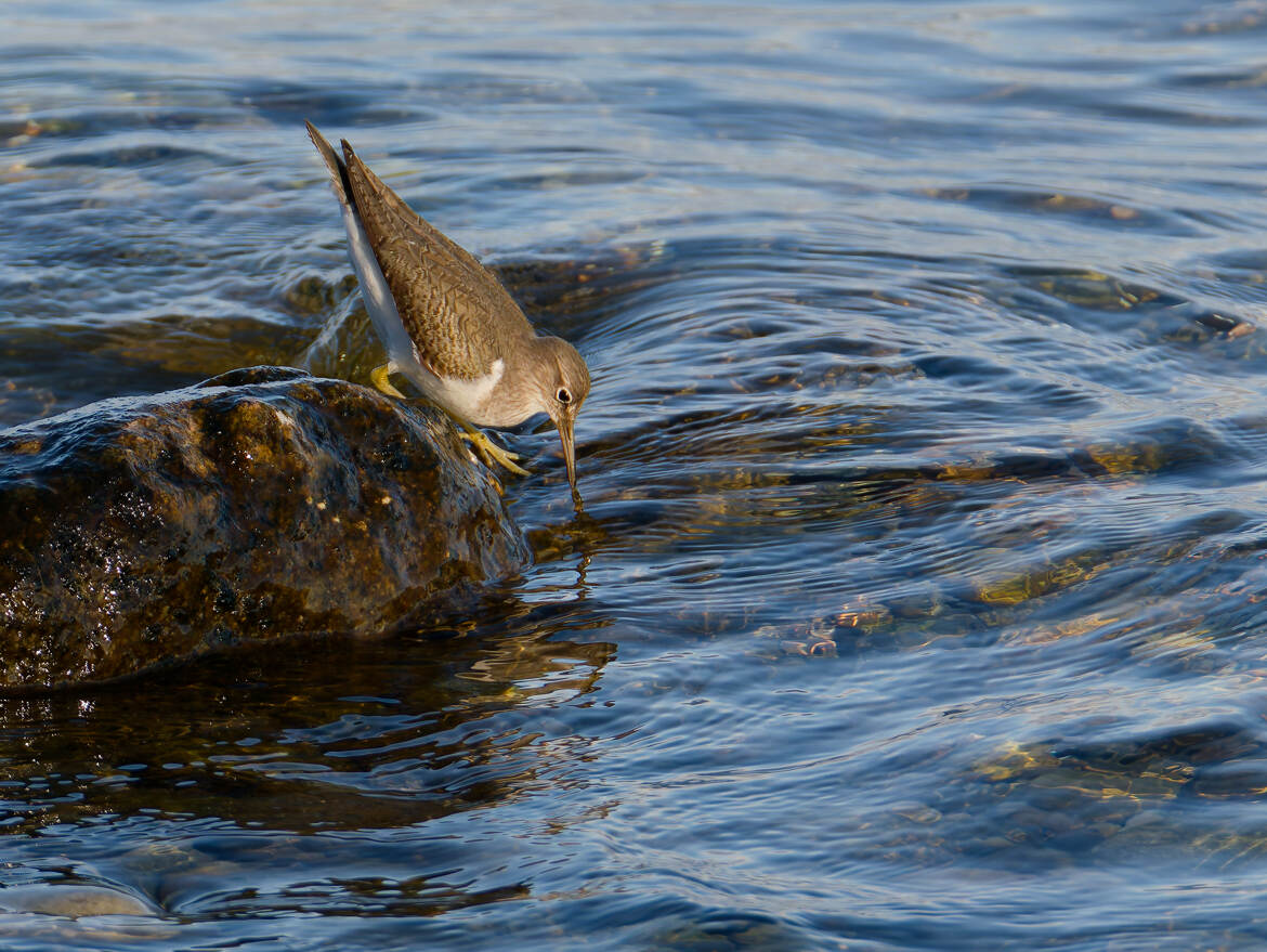 Bec dans l'eau (presque)
