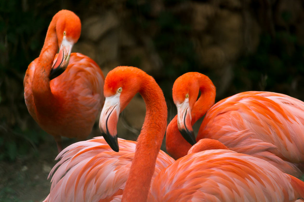 un petit tour au zoo