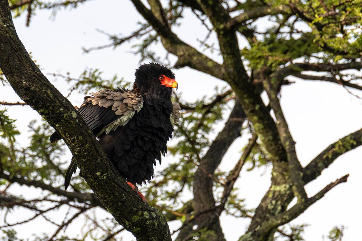 Le bateleur