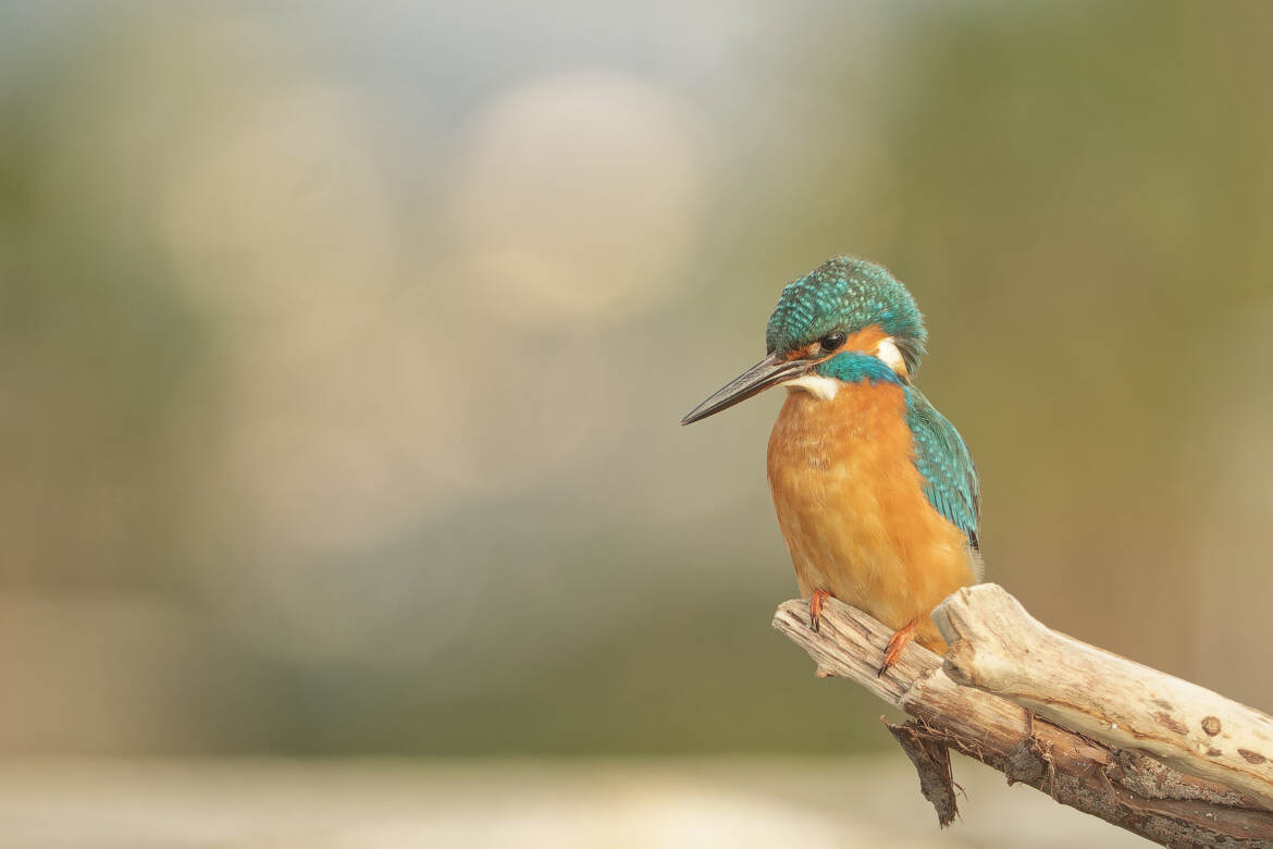 Toujours un plaisir de le rencontrer...