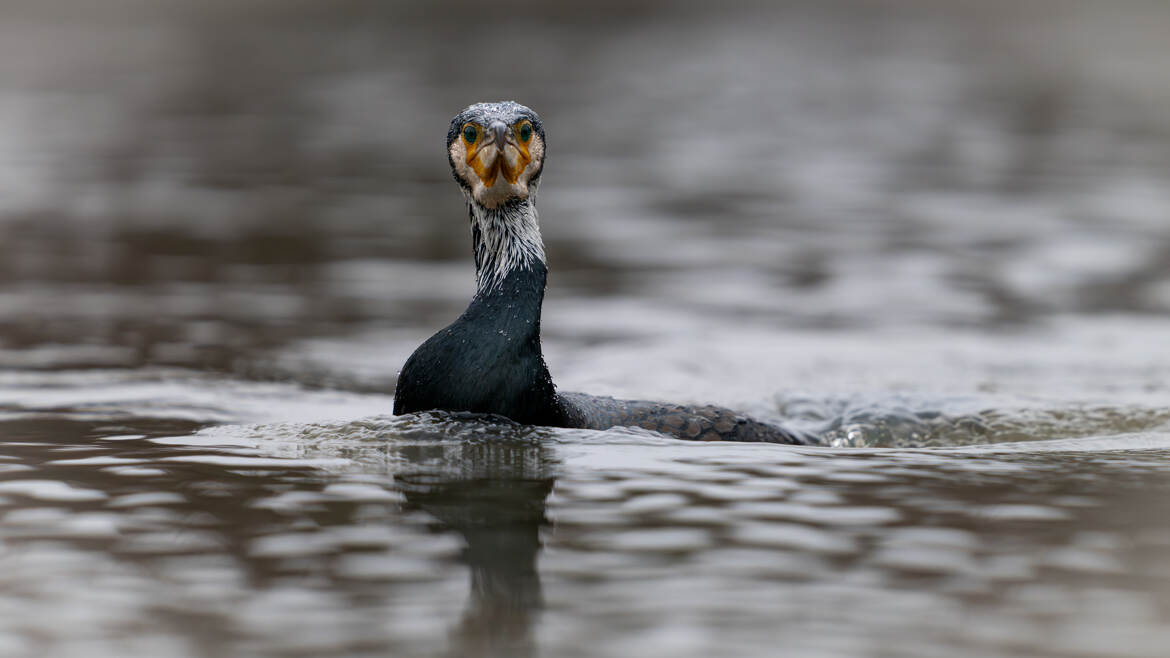 Les yeux dans les yeux