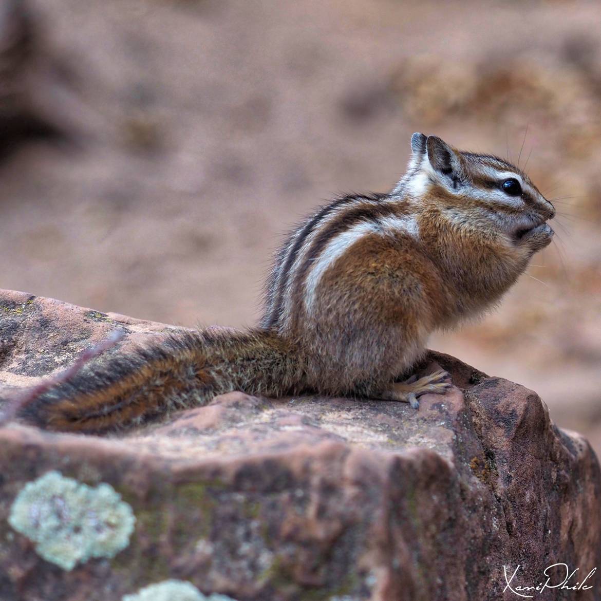 Chipmunk